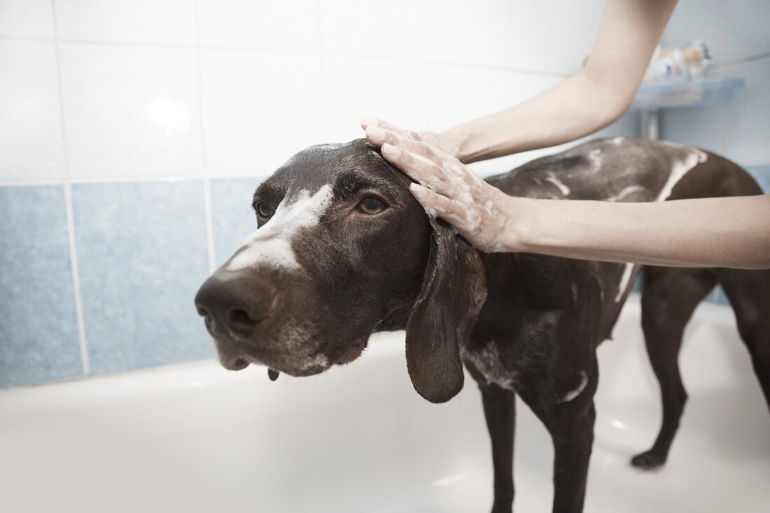 dog groomer washing dog Picture