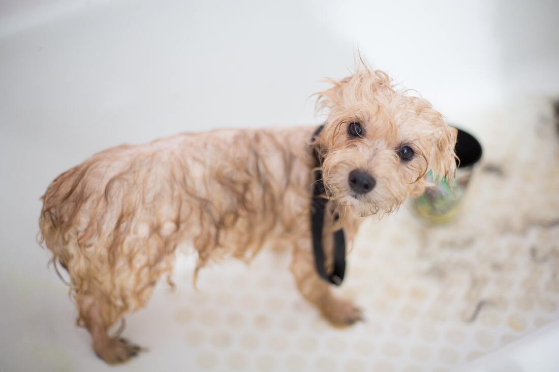 dog bath Picture